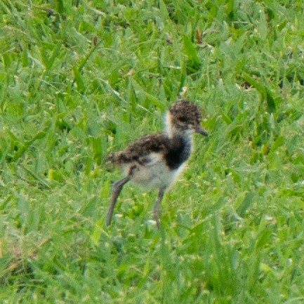 Southern Lapwing - ML626646501