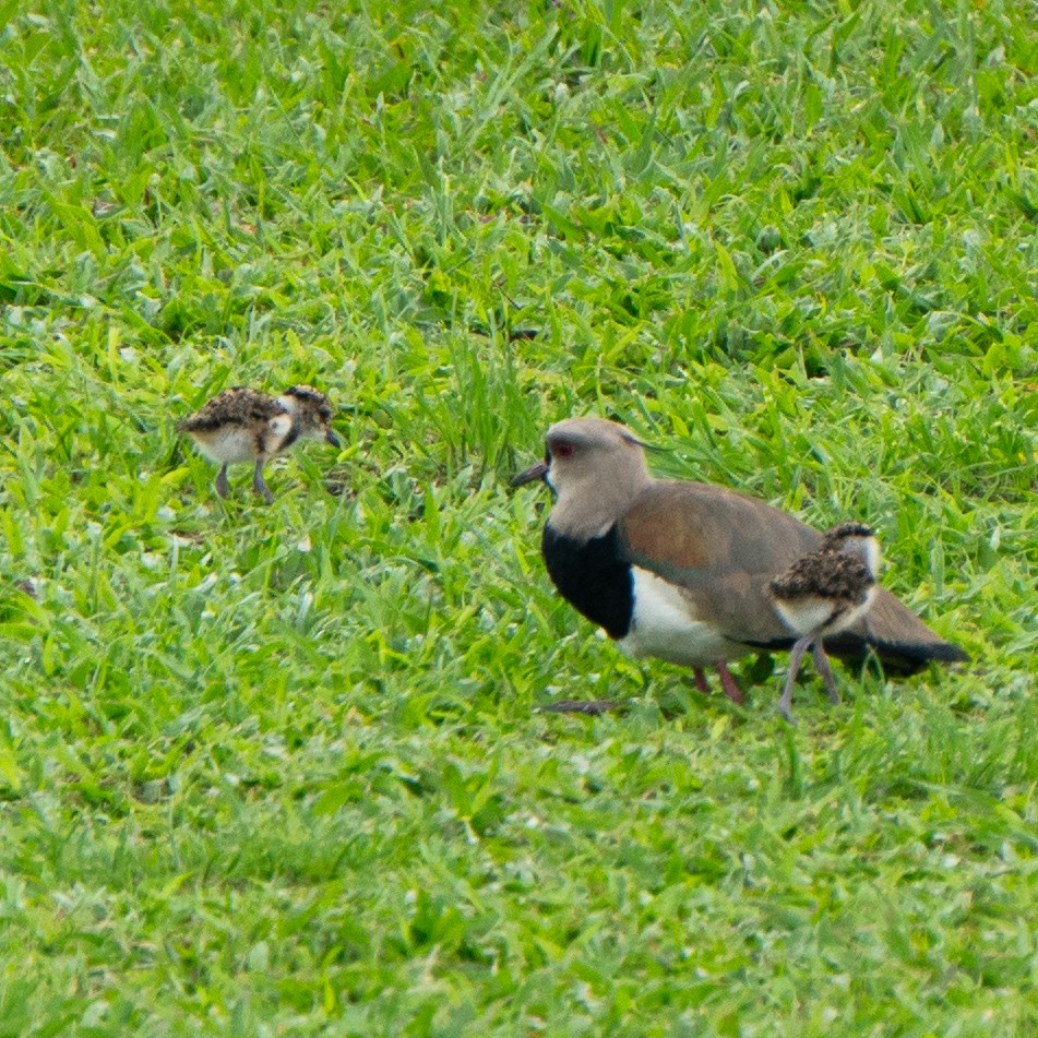 Southern Lapwing - ML626646502