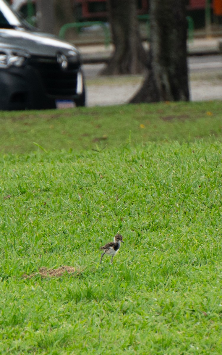 Southern Lapwing - ML626646503