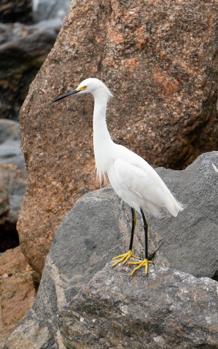 Snowy Egret - ML626646504