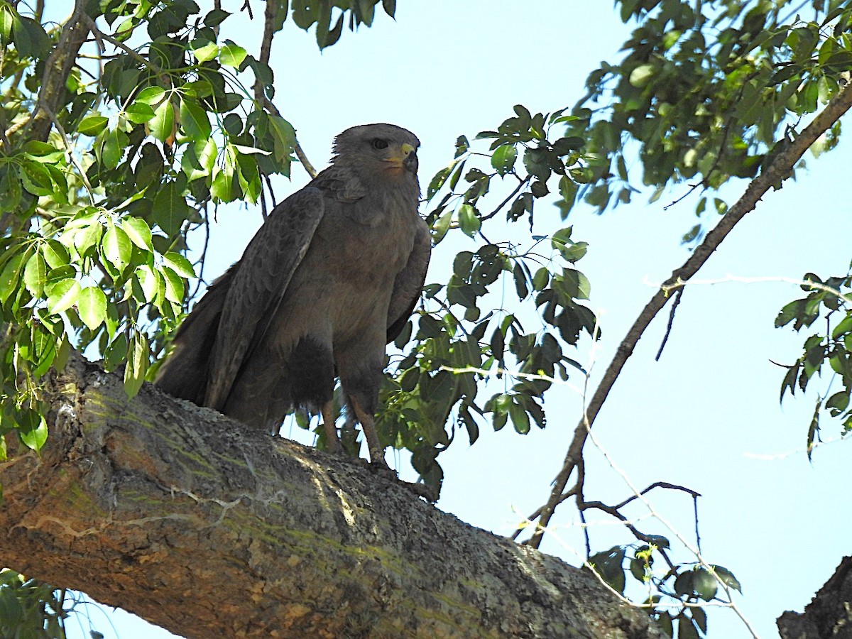 Chaco Eagle - ML626646625