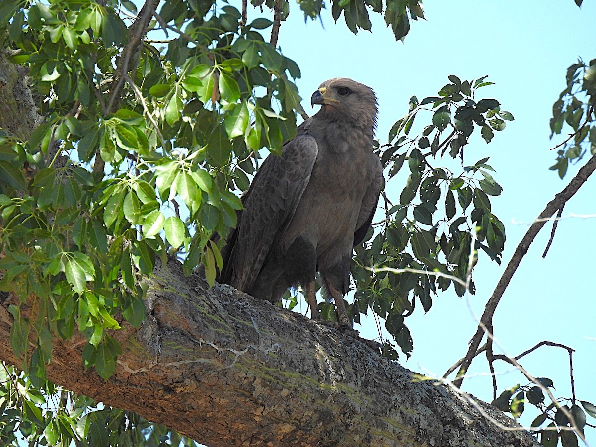 Chaco Eagle - ML626646633