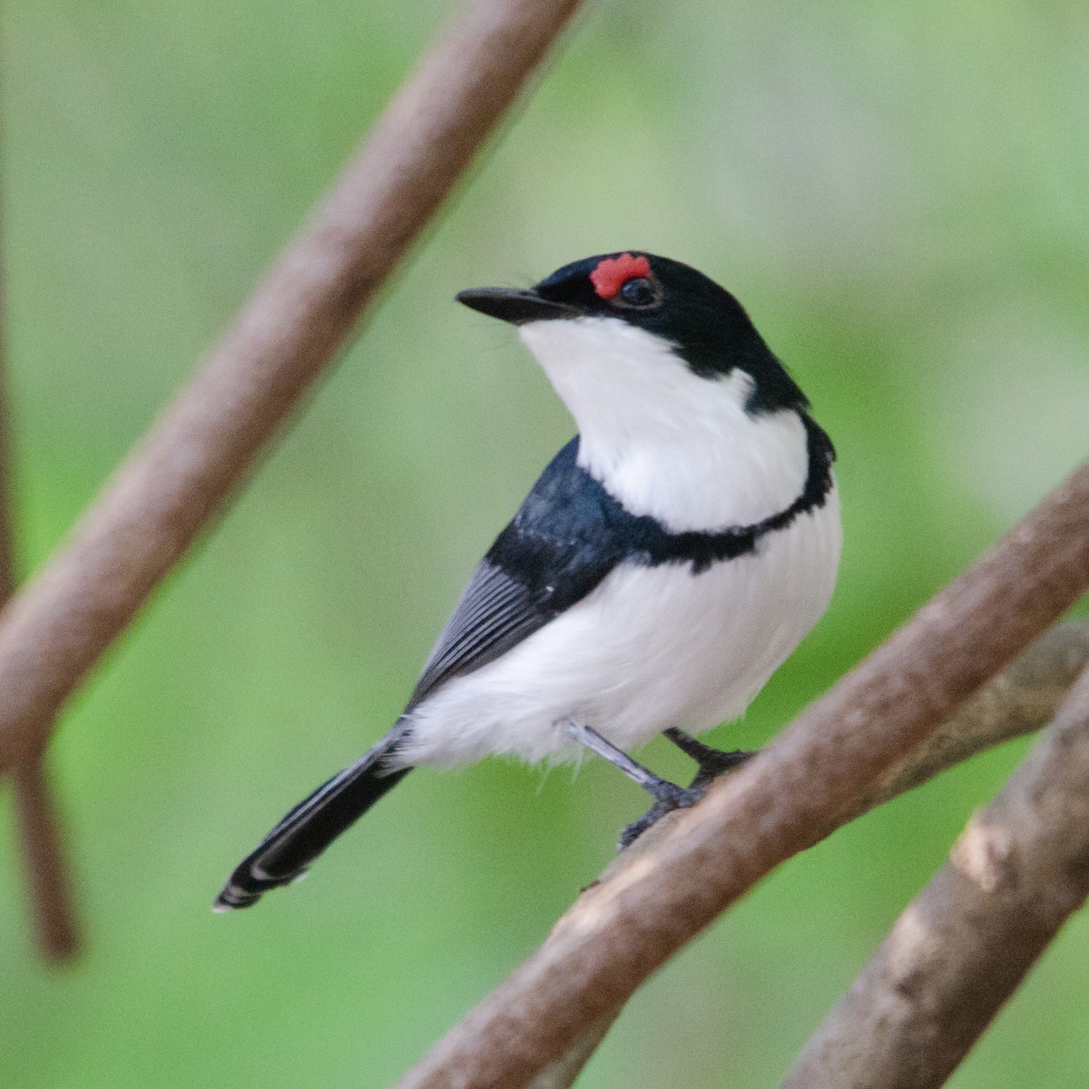 Black-throated Wattle-eye - ML626646685