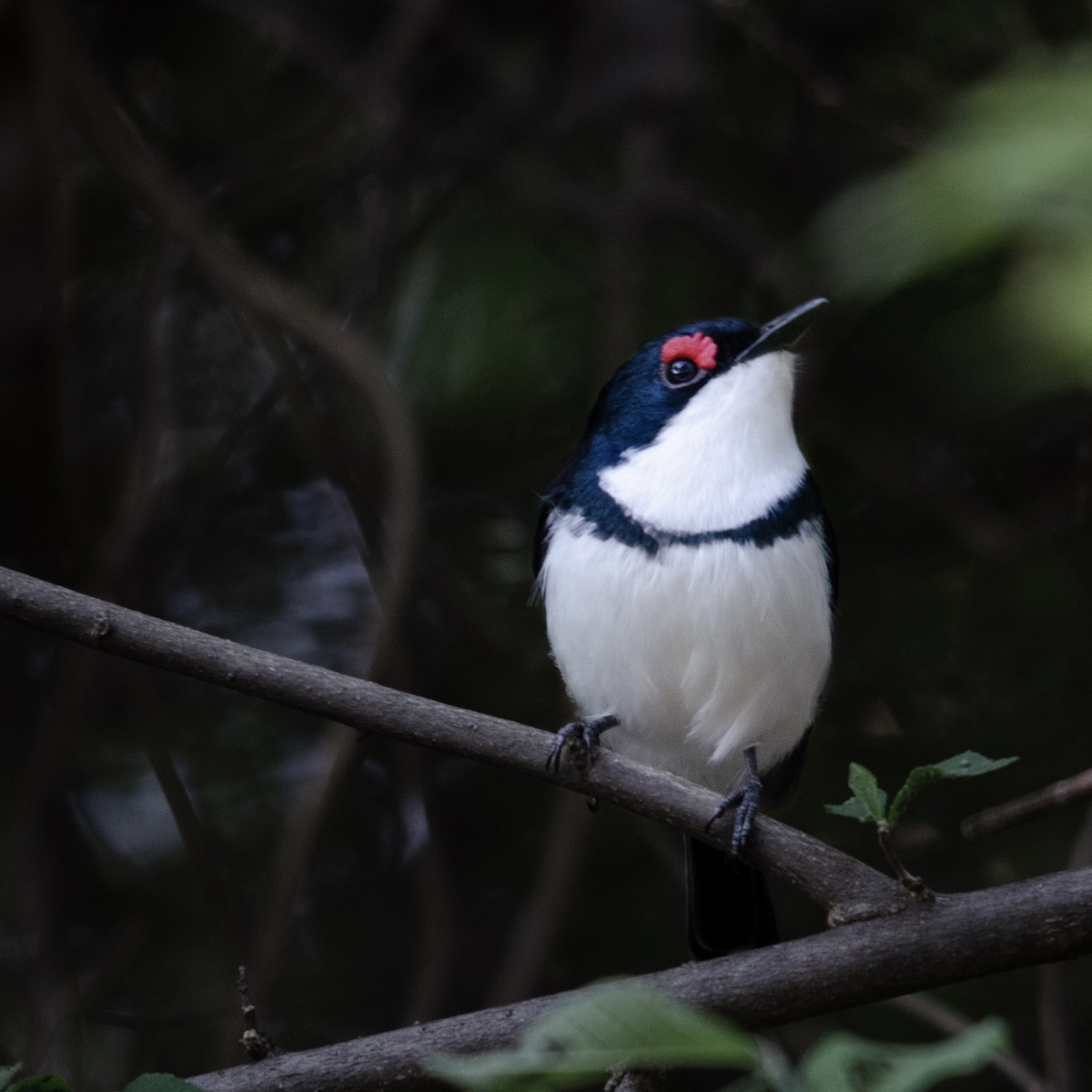 Black-throated Wattle-eye - ML626646686