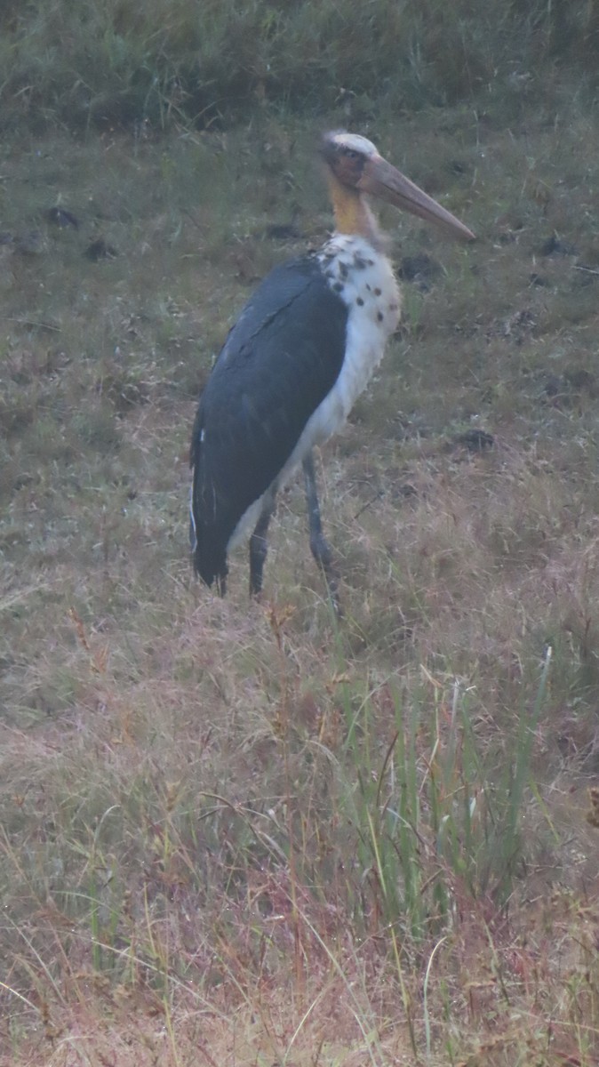 Lesser Adjutant - ML626646725