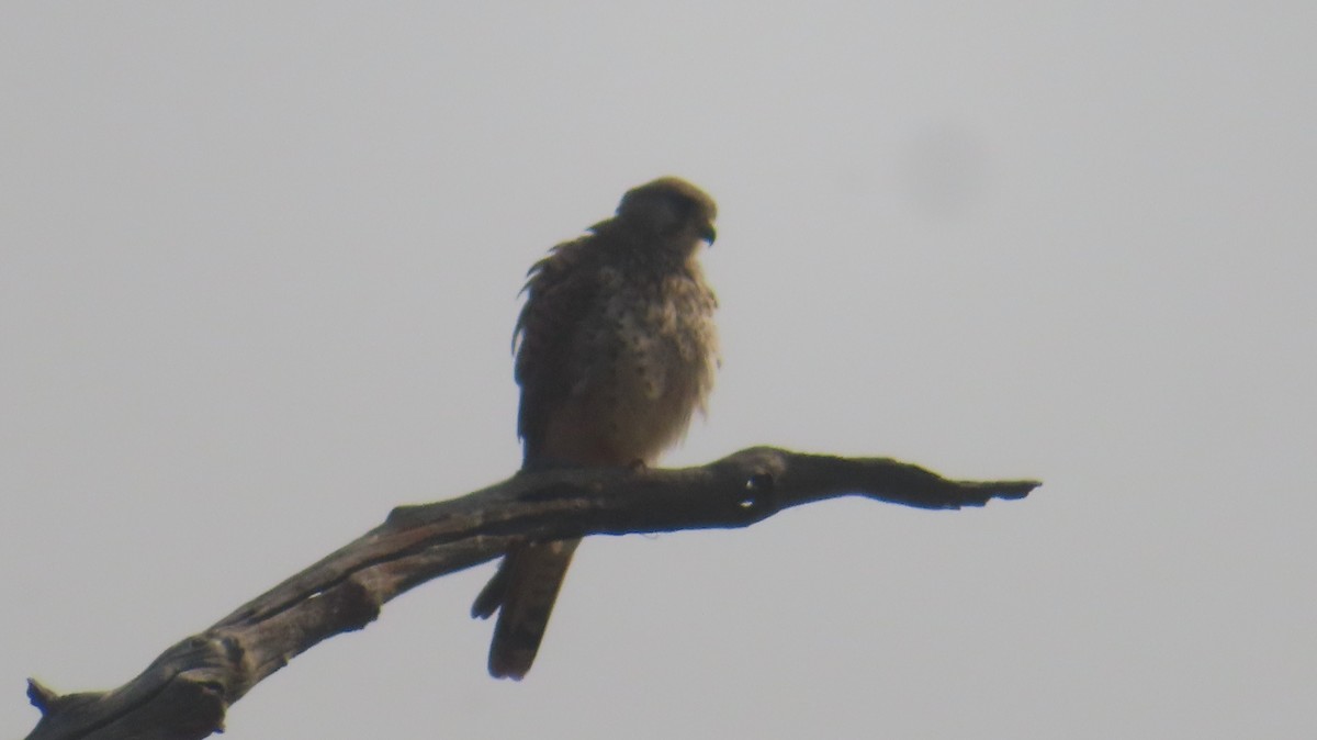Shikra - ML626646751