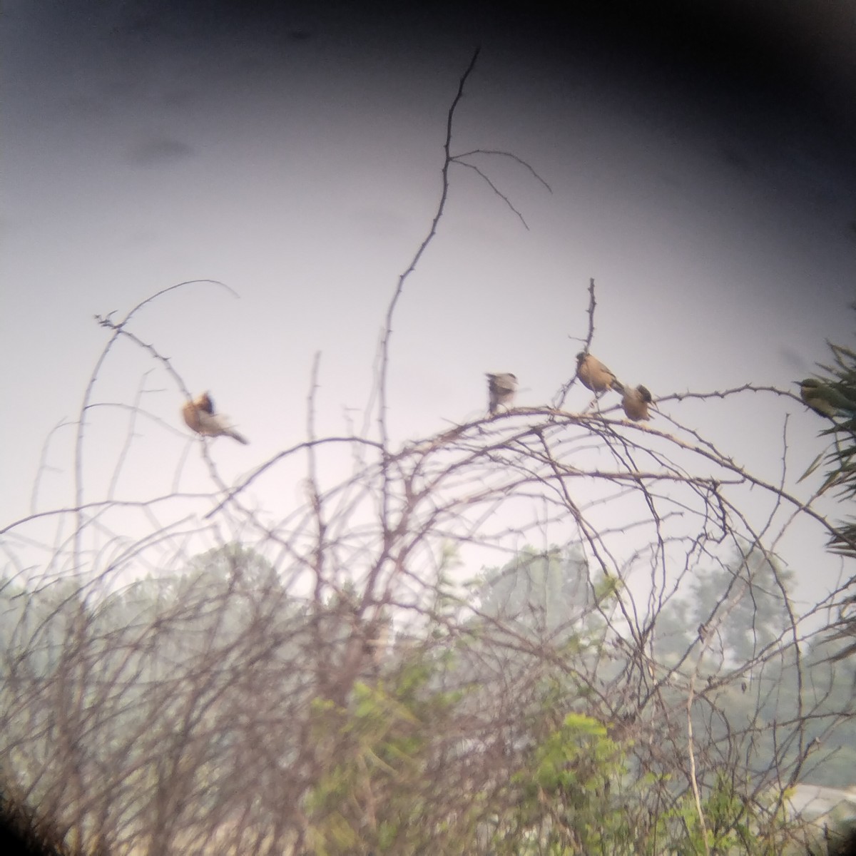 Brahminy Starling - ML626646768