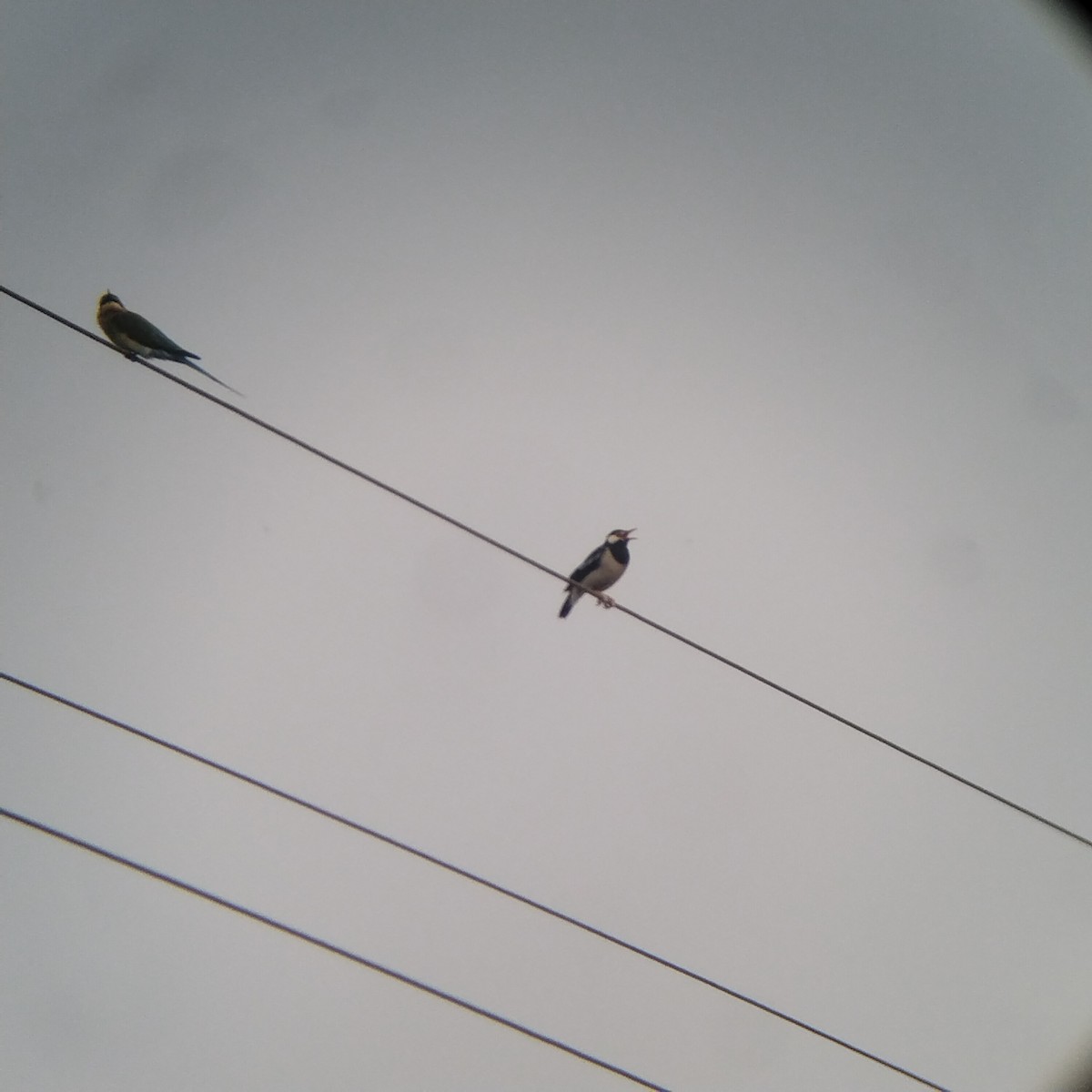 Indian Pied Starling - ML626646822