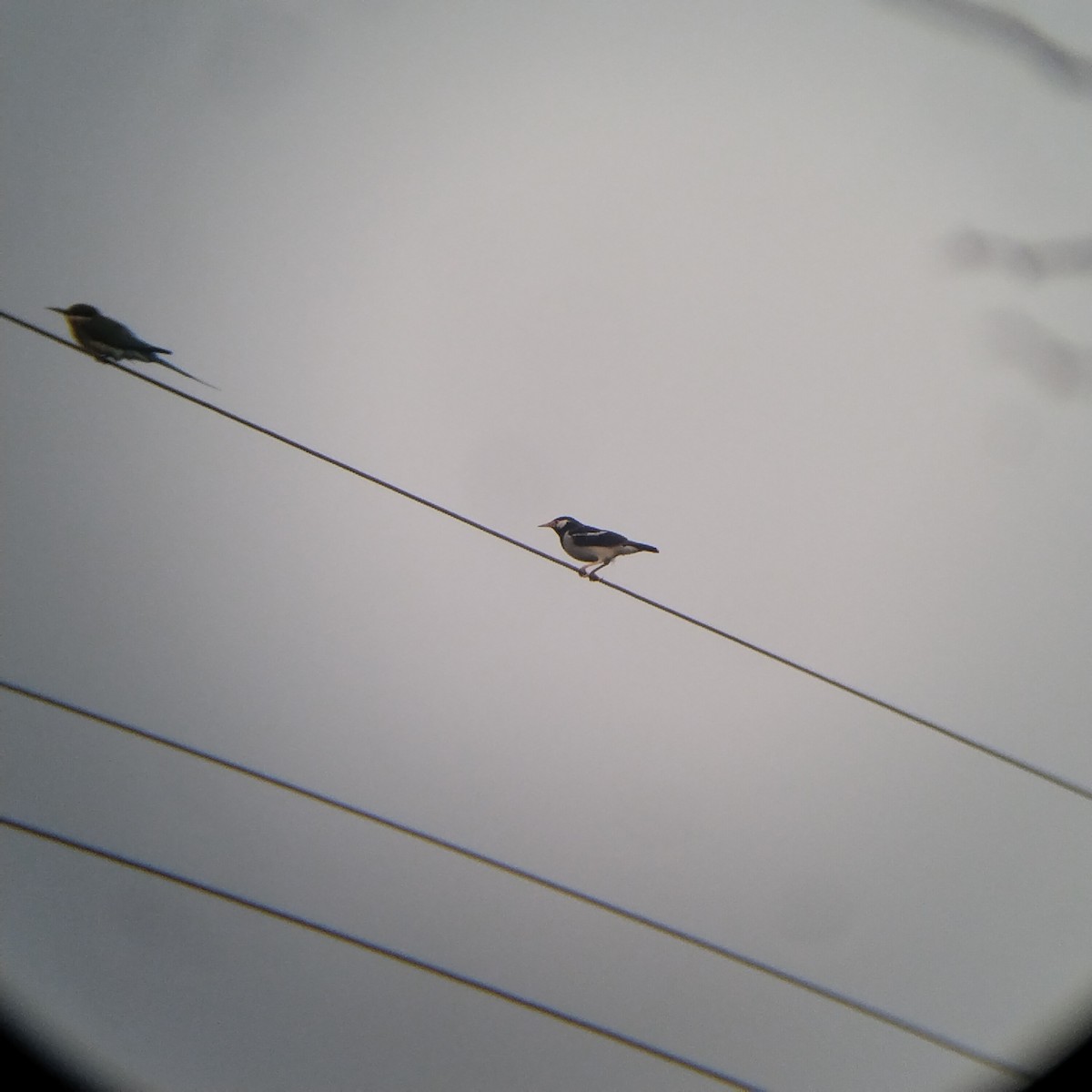 Indian Pied Starling - ML626646825