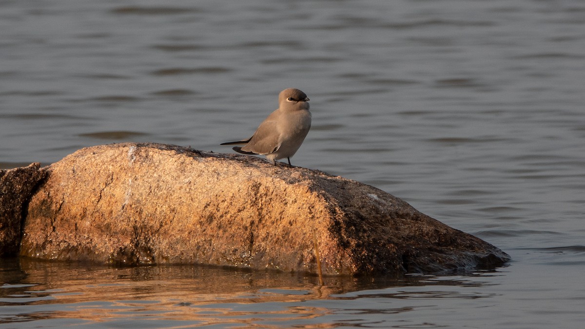 Small Pratincole - ML626647083