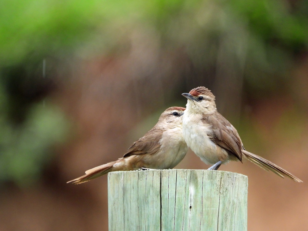 Rufous-fronted Thornbird - ML626647201