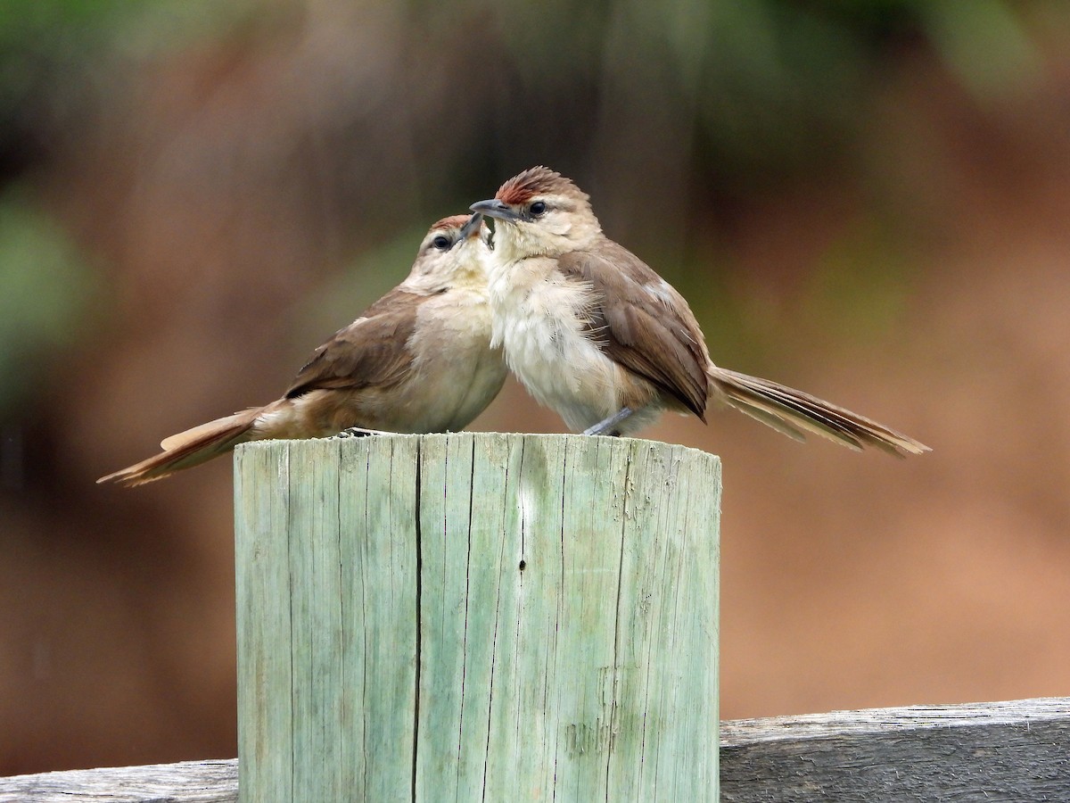 Rufous-fronted Thornbird - ML626647202