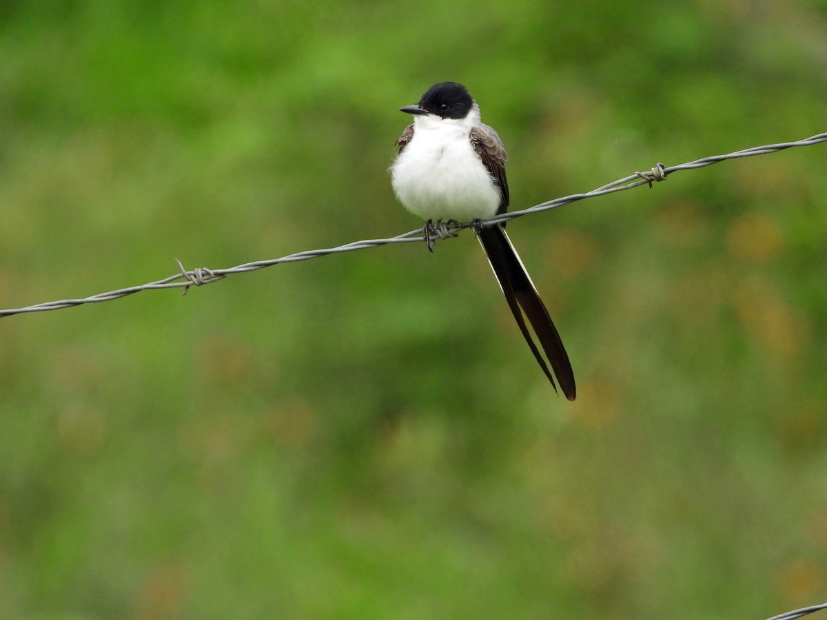 Fork-tailed Flycatcher - ML626647205