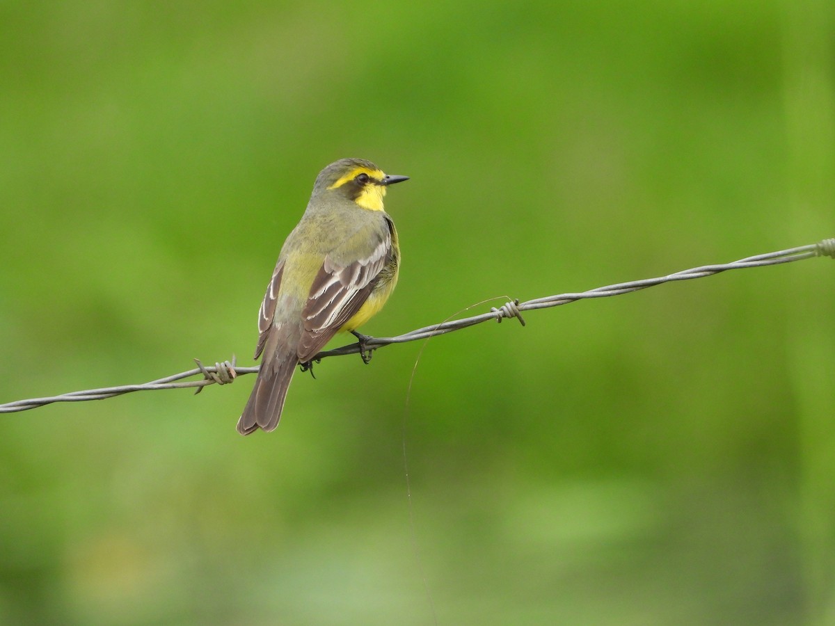 Yellow-browed Tyrant - ML626647208