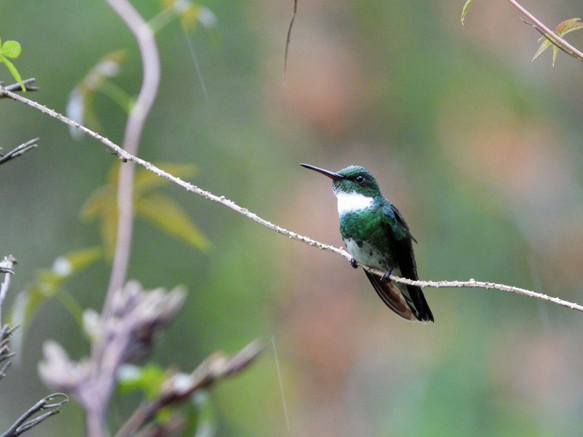 White-throated Hummingbird - ML626647391