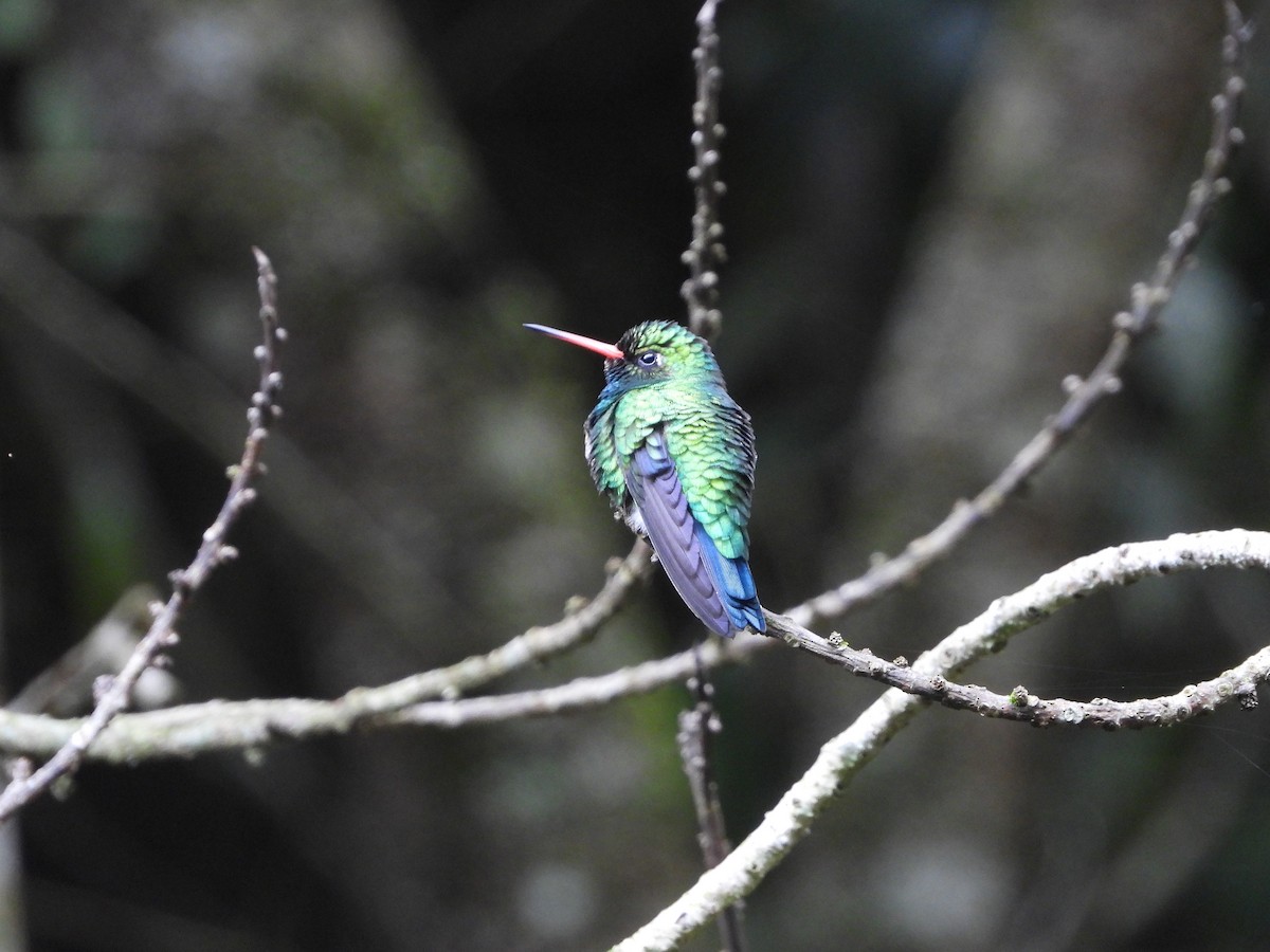 Glittering-bellied Emerald - ML626647396