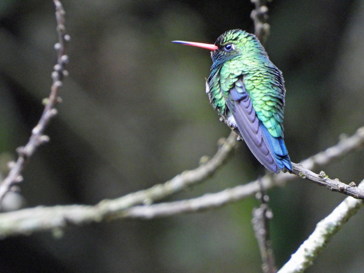 Glittering-bellied Emerald - ML626647397