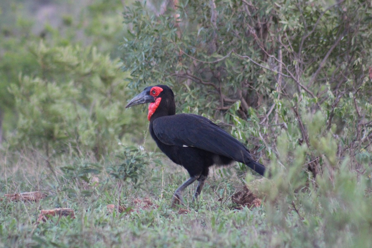 Southern Ground-Hornbill - ML626647446