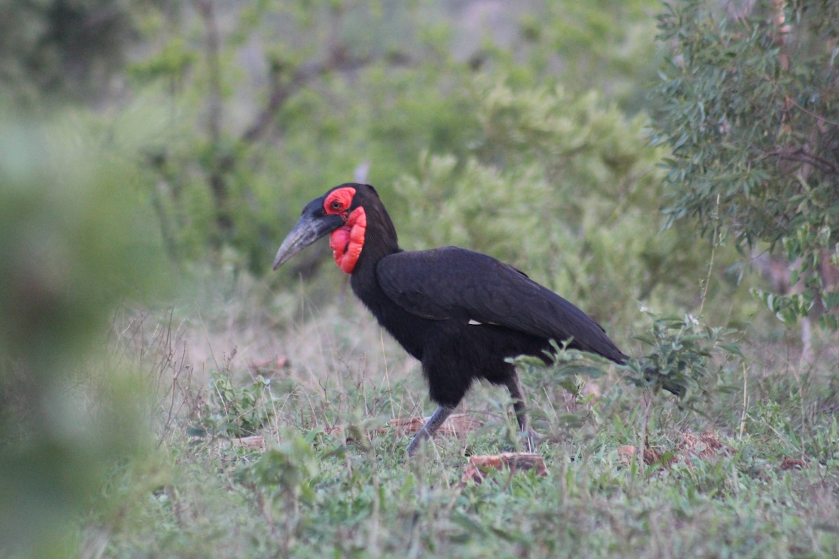 Southern Ground-Hornbill - ML626647448