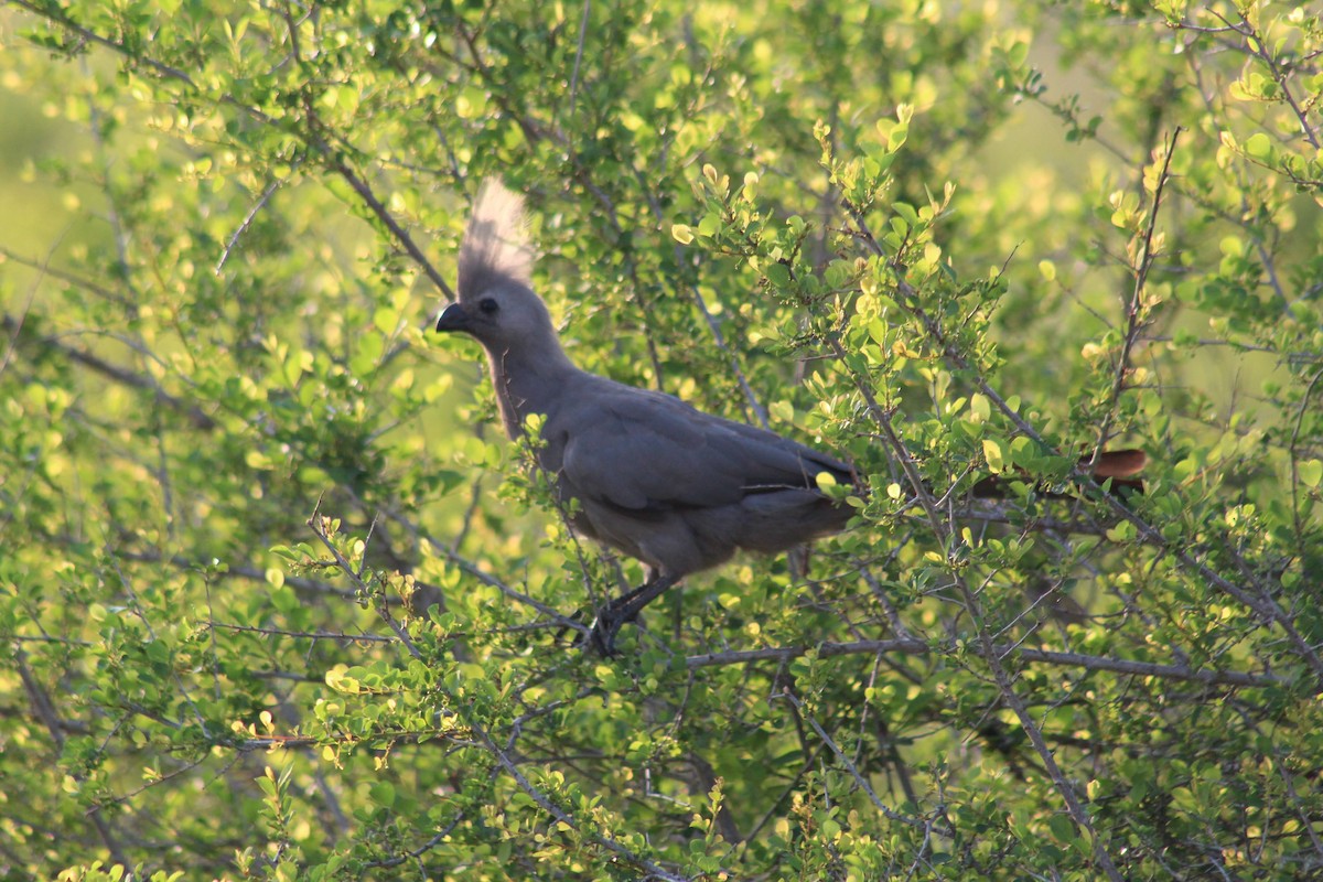 Gray Go-away-bird - ML626647462