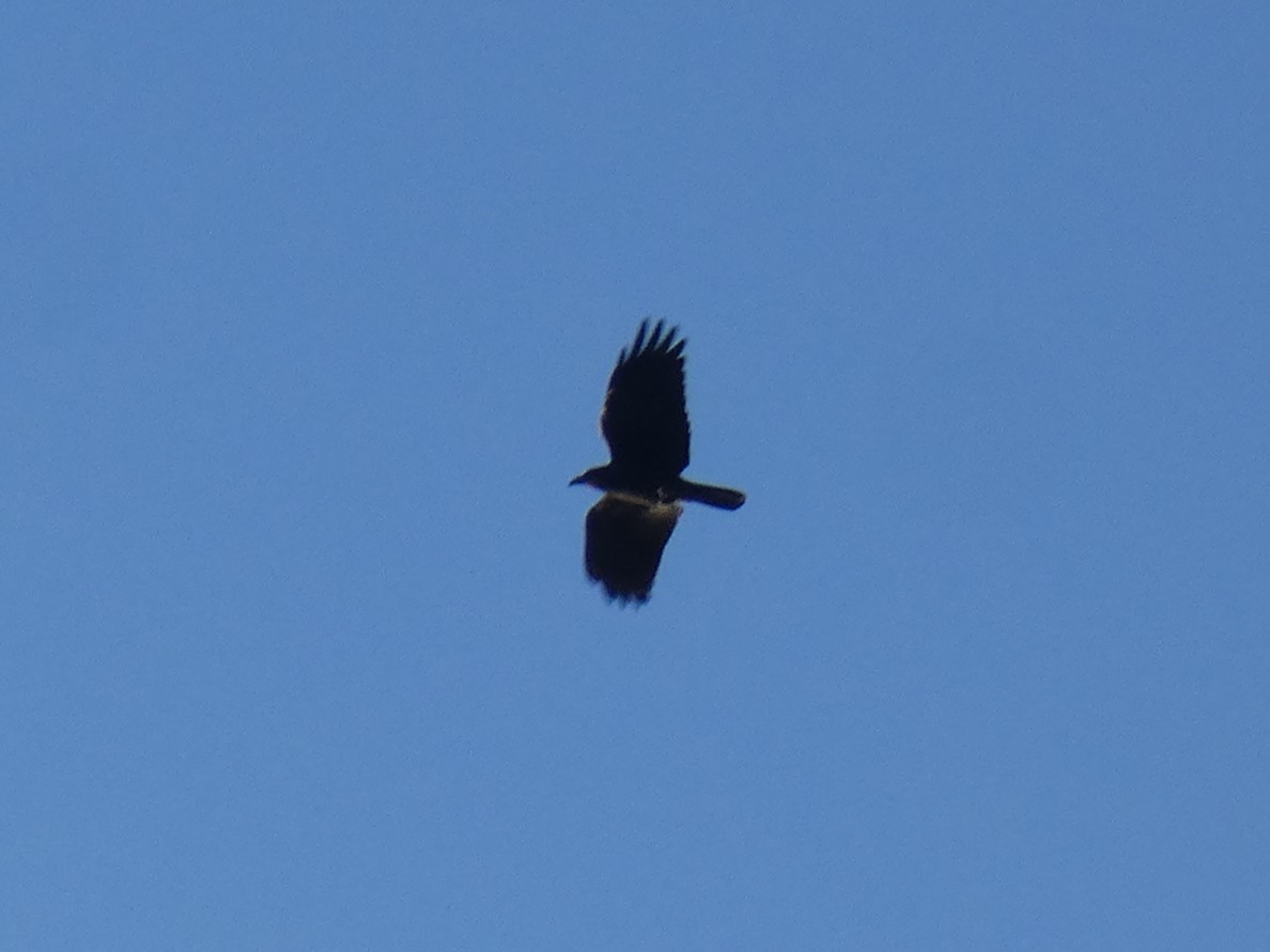 Sulawesi Crow - ML626647491
