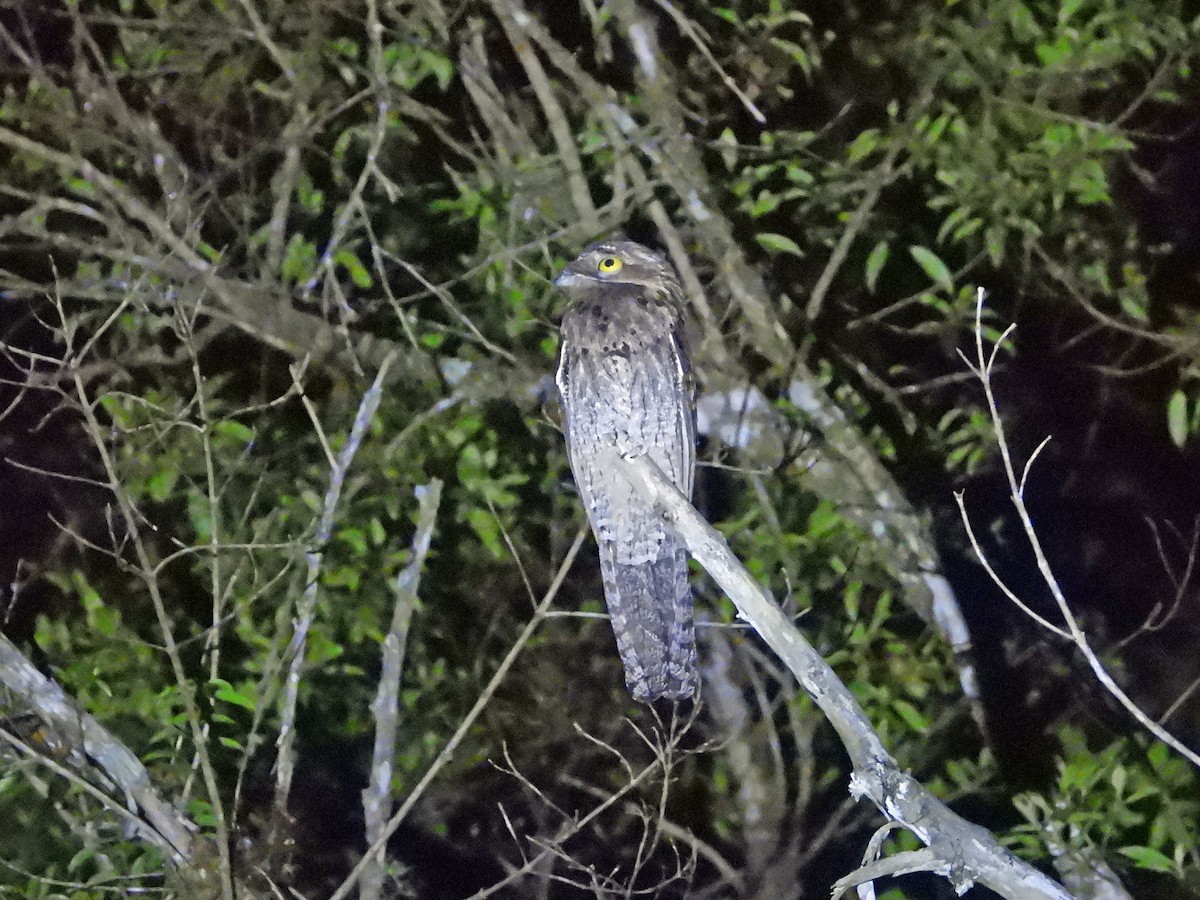 Common Potoo - ML626647510