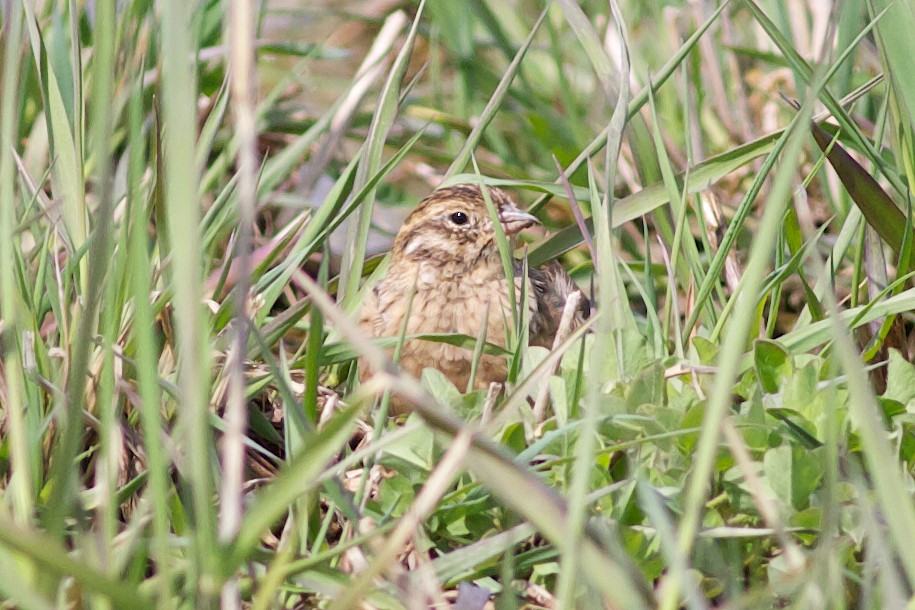 Smith's Longspur - ML626647512