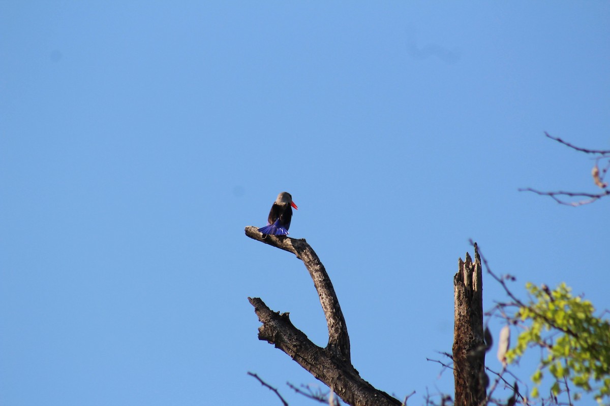 Gray-headed Kingfisher - ML626647515