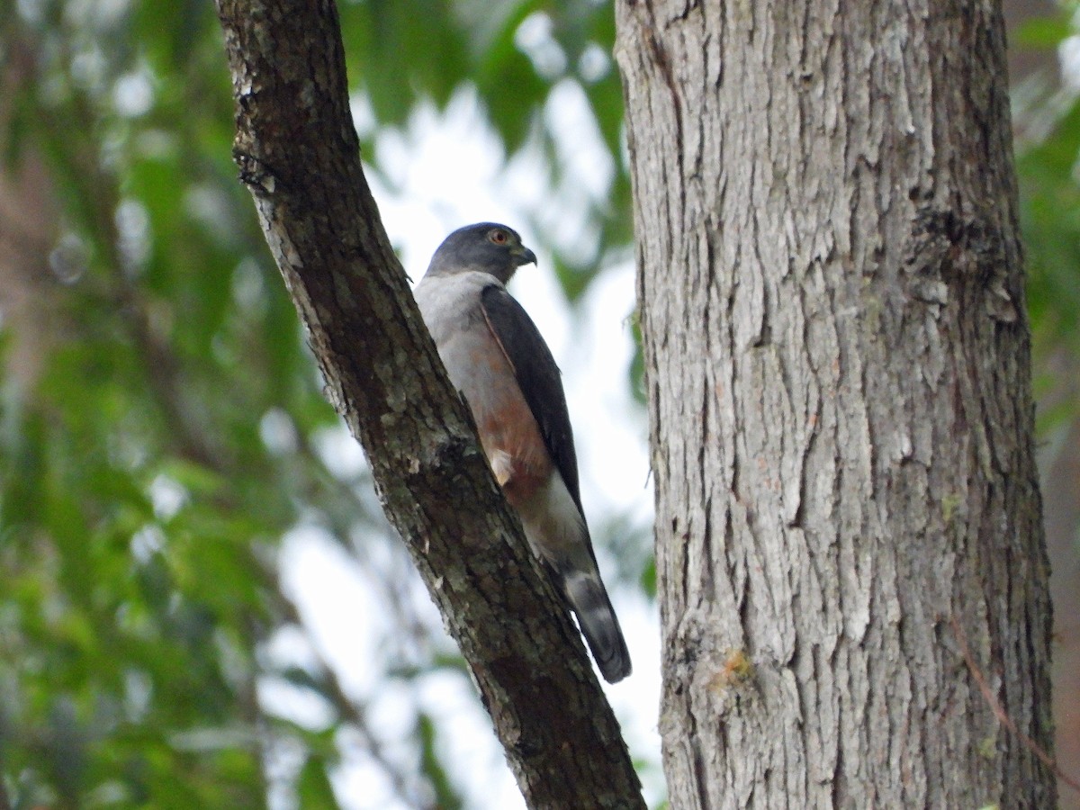 Rufous-thighed Kite - ML626647517