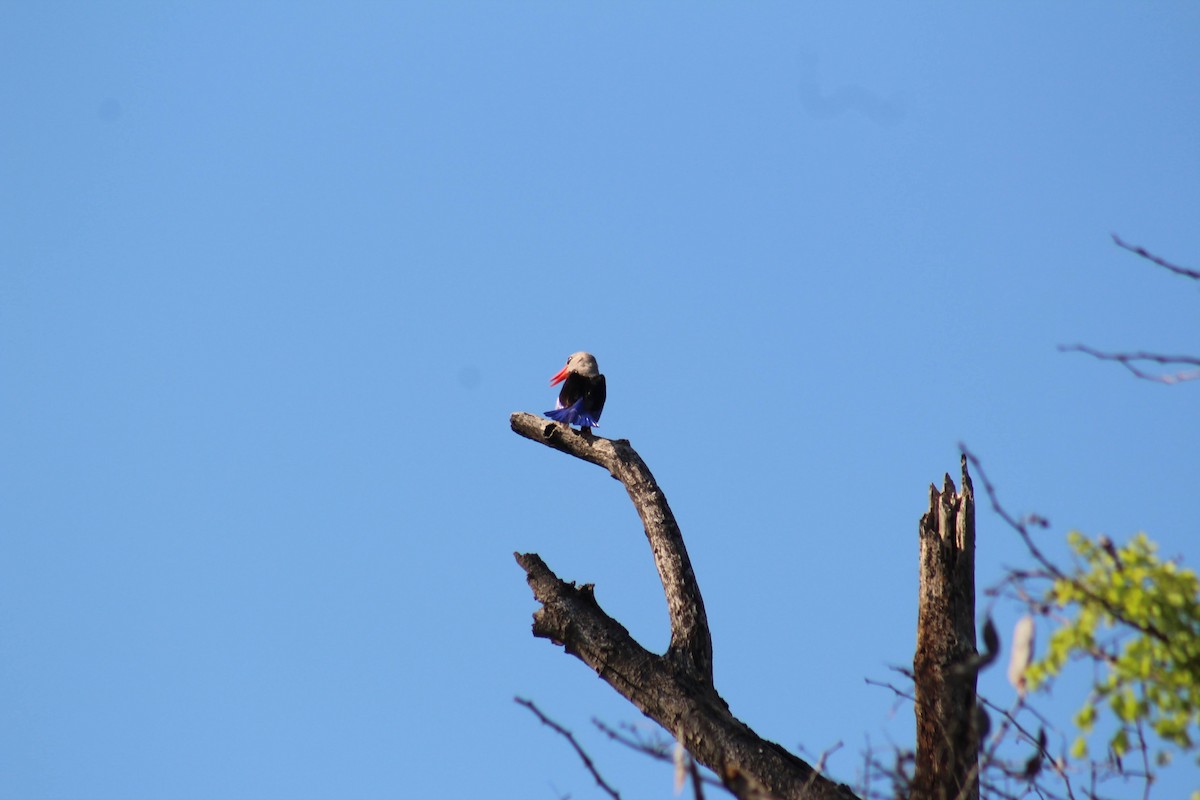 Gray-headed Kingfisher - ML626647520