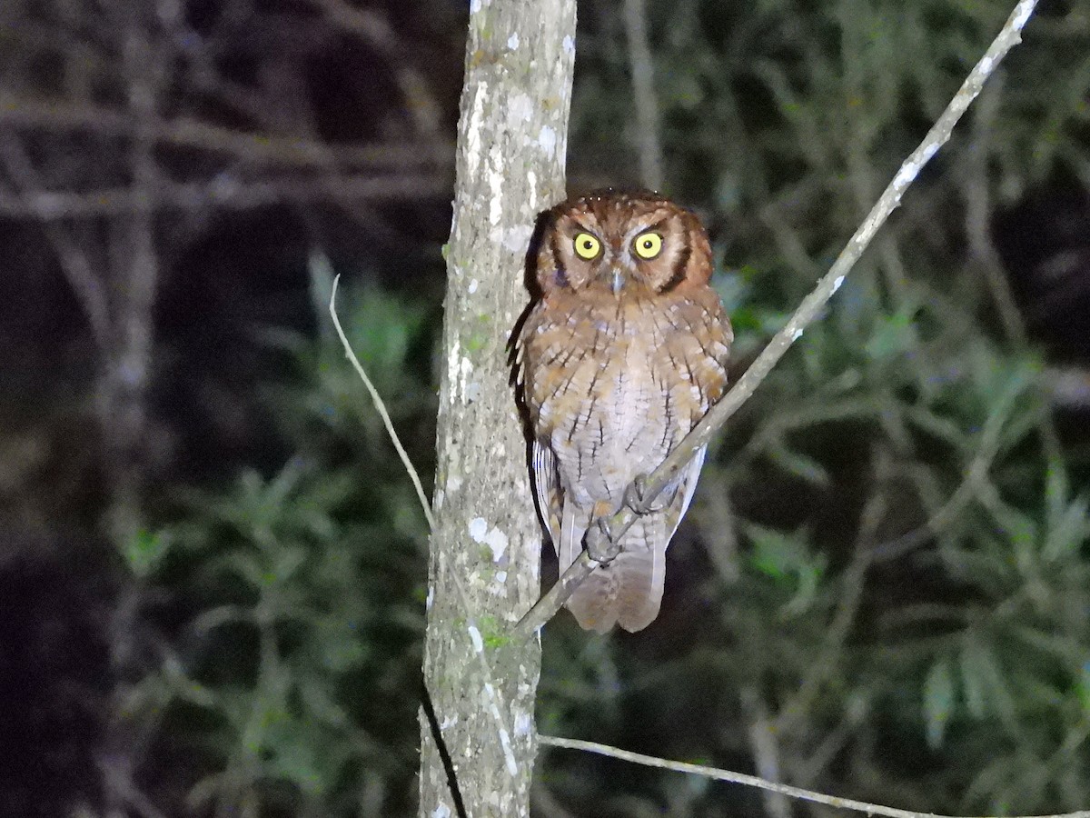 Tropical Screech-Owl - ML626647523