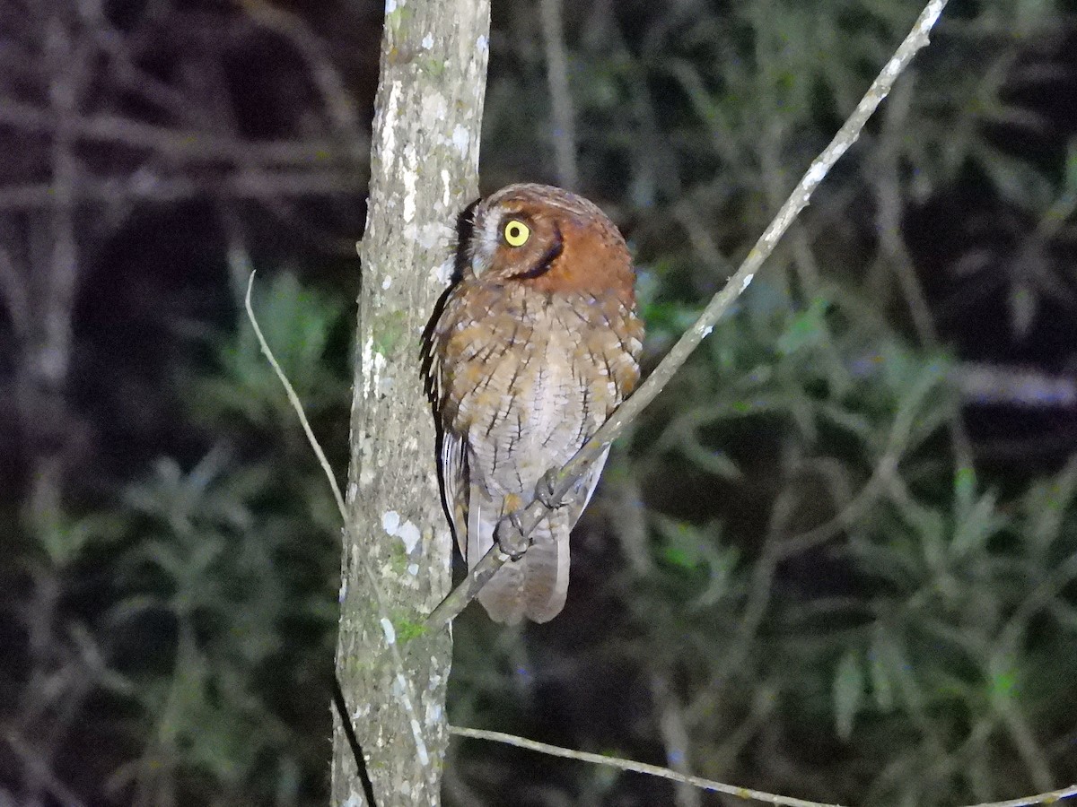 Tropical Screech-Owl - ML626647524