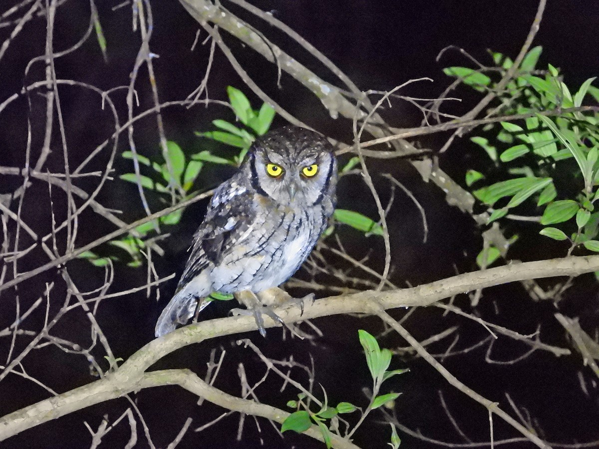 Tropical Screech-Owl - ML626647525