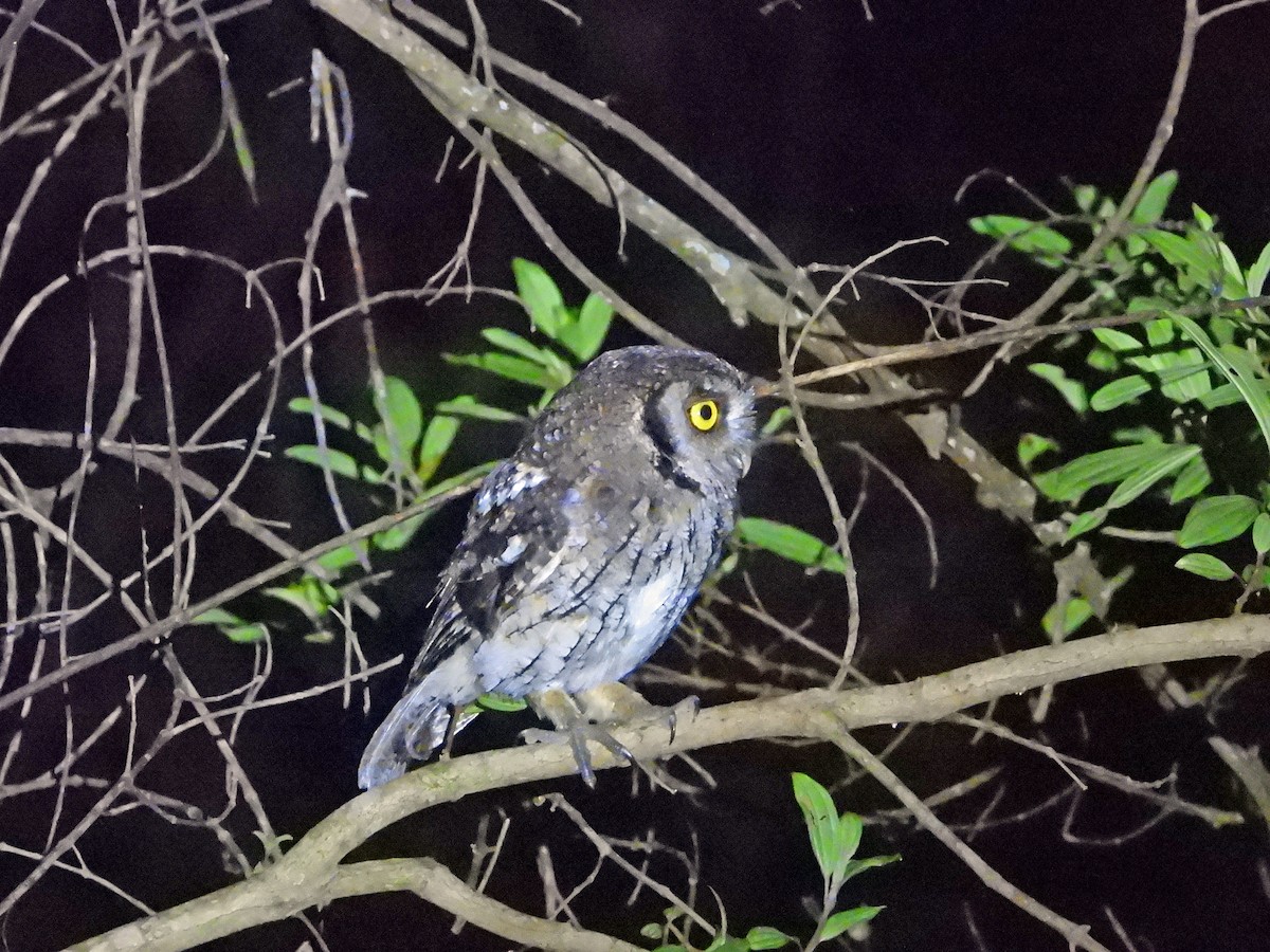 Tropical Screech-Owl - ML626647526