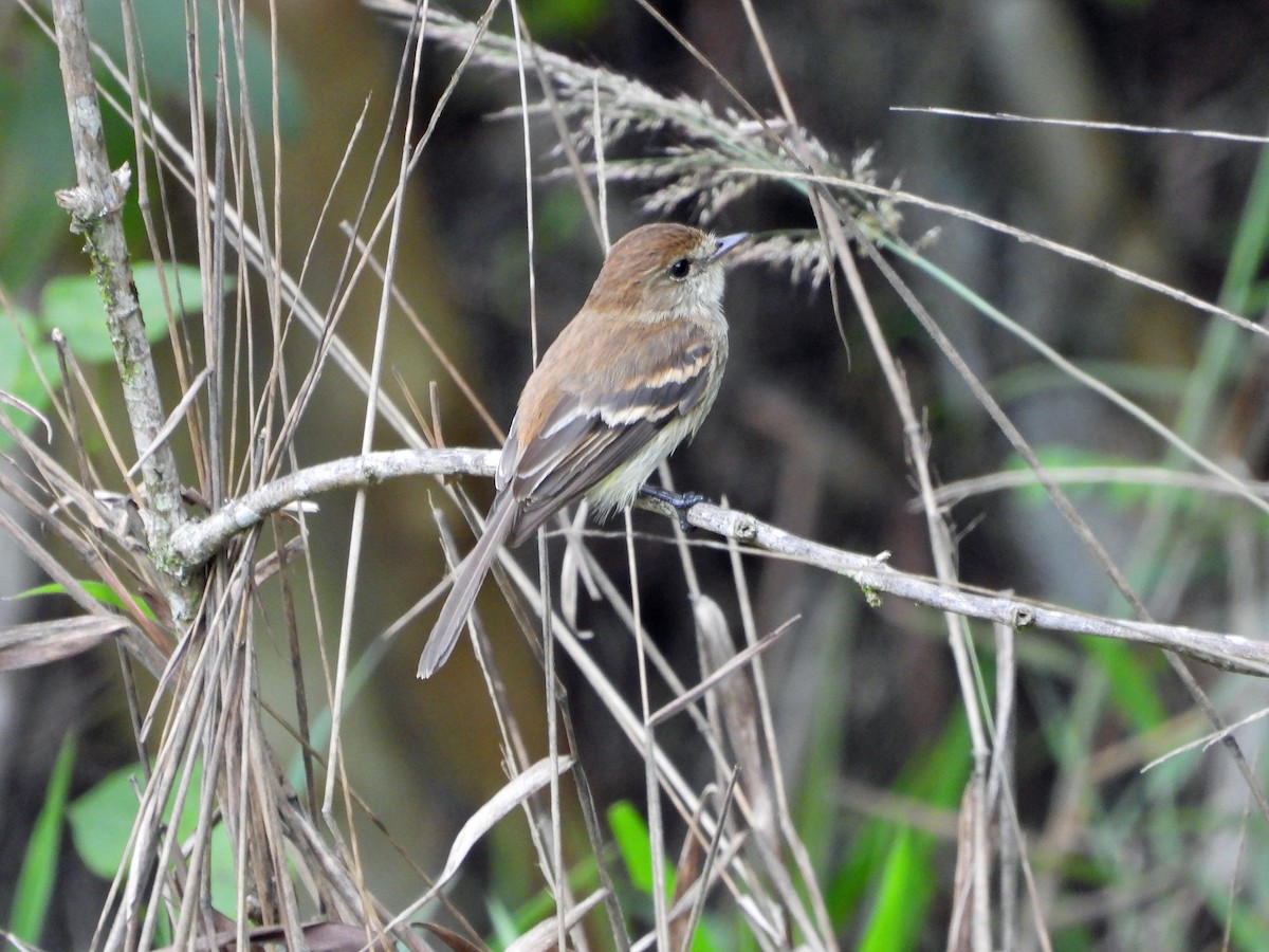 Bran-colored Flycatcher - ML626647529