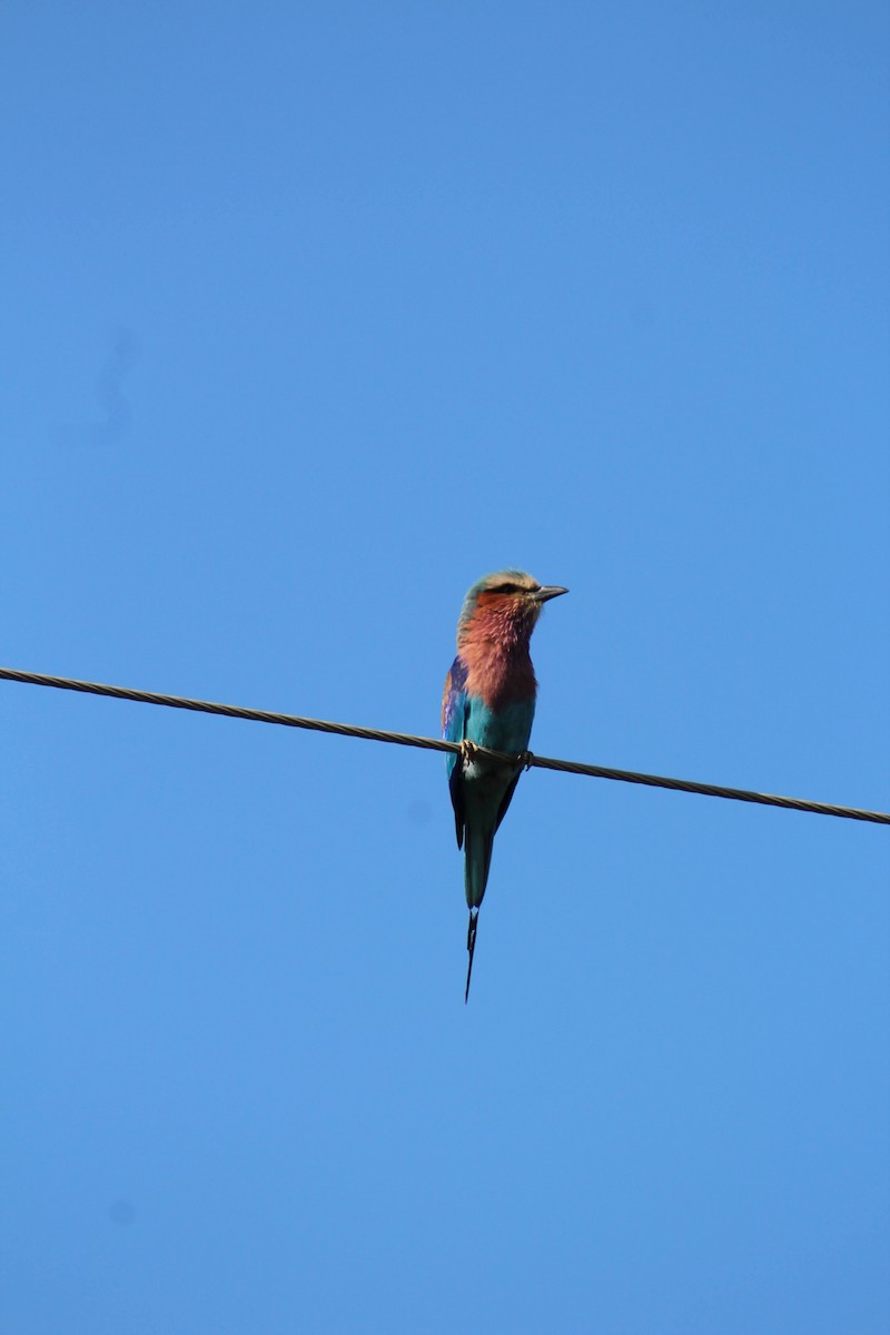 Lilac-breasted Roller - ML626647531