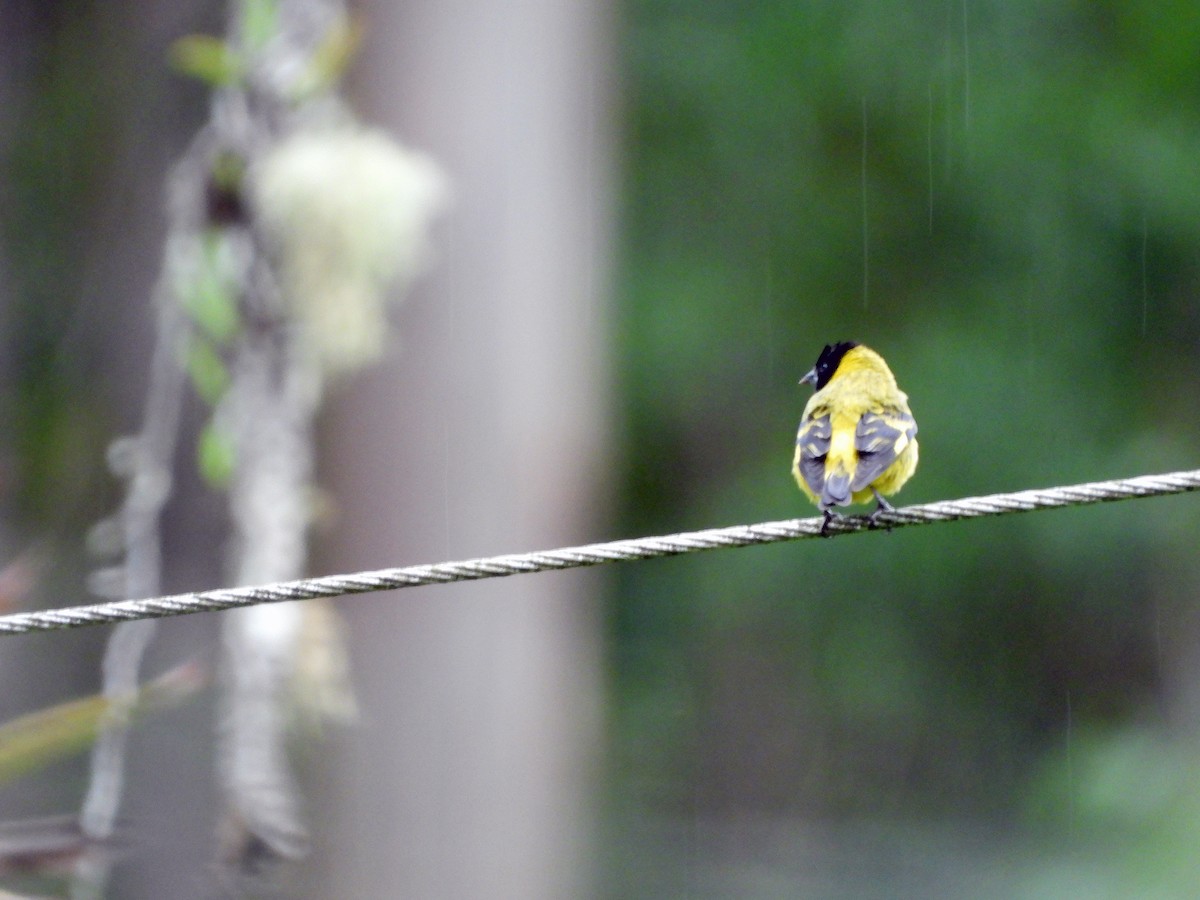 Hooded Siskin - ML626647533