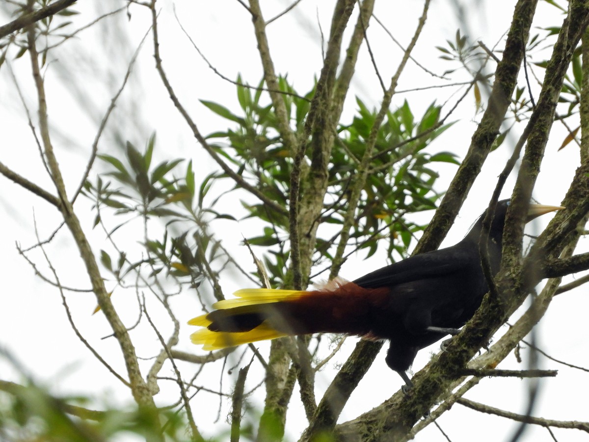 Crested Oropendola - ML626647537