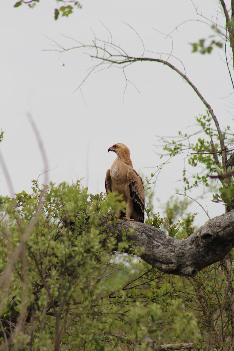 Tawny Eagle - ML626647561