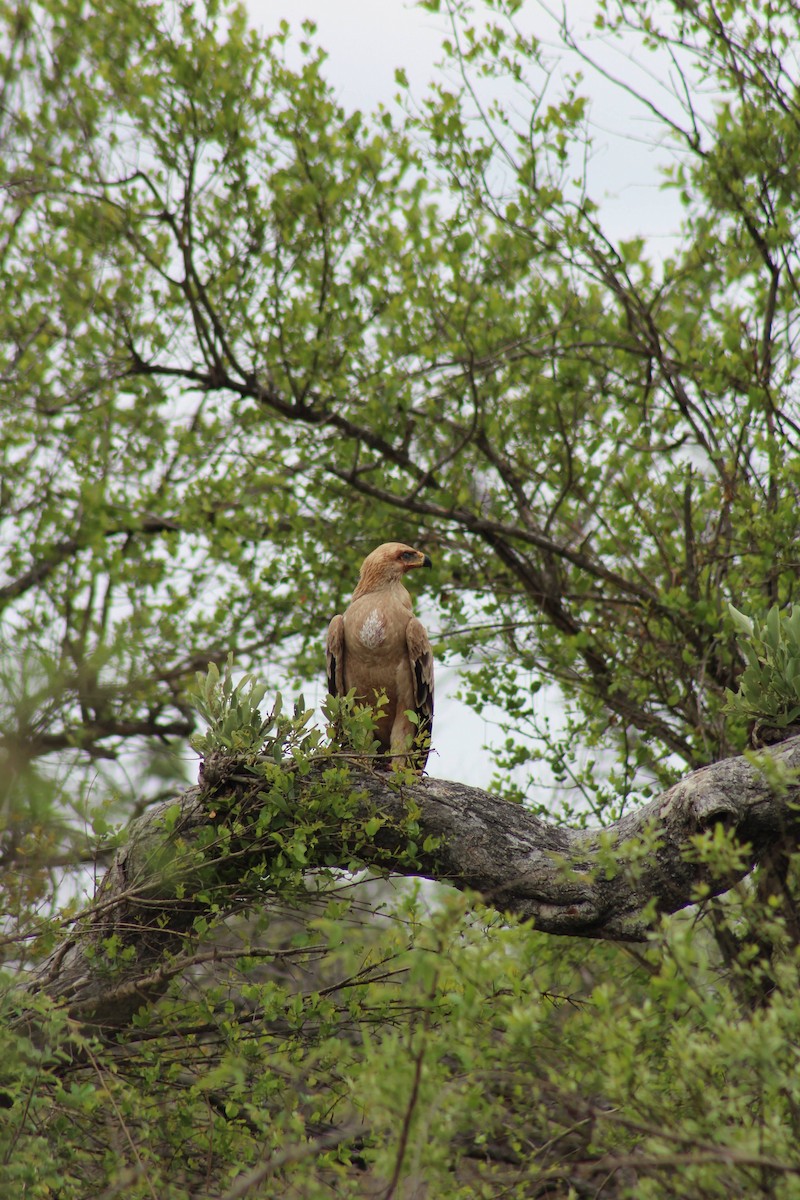 Tawny Eagle - ML626647562