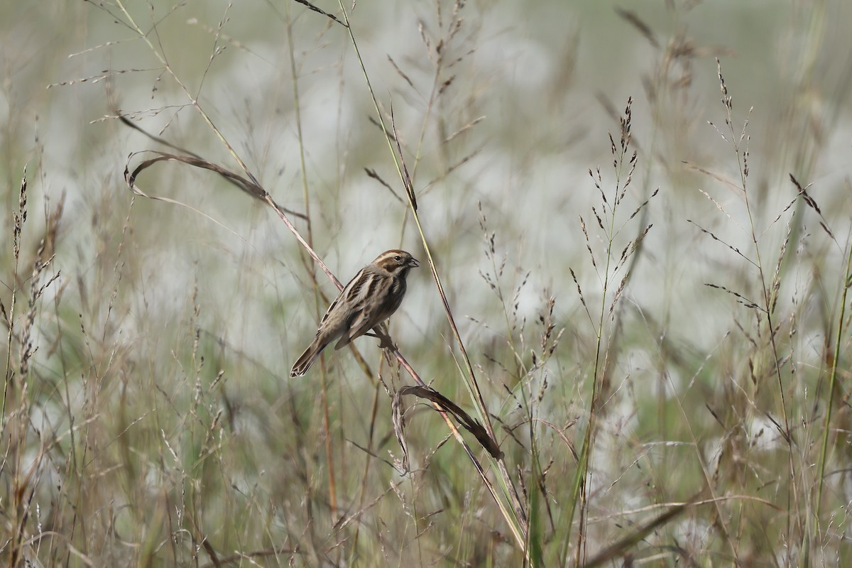 Reed Bunting - ML626647564