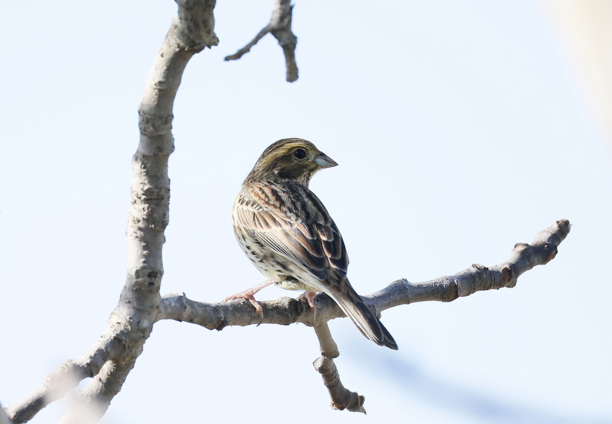 Cirl Bunting - ML626647568