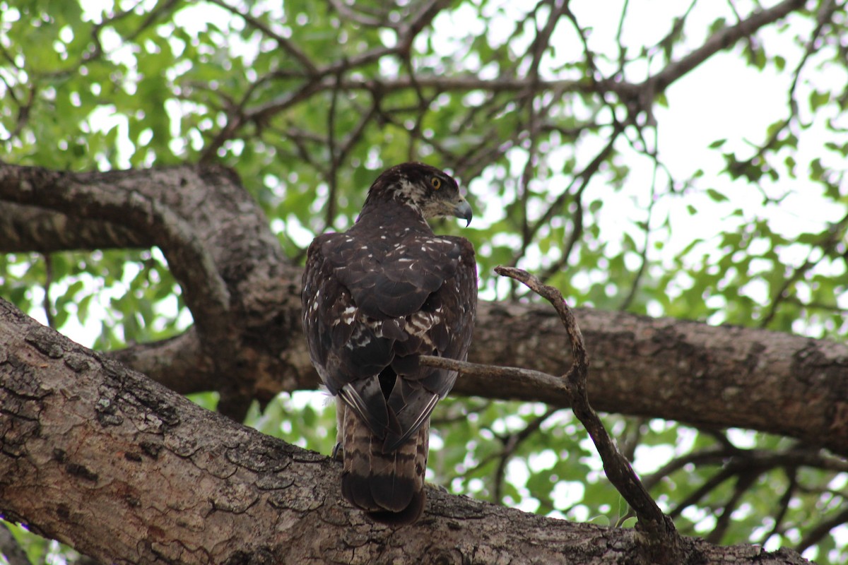 African Hawk-Eagle - ML626647570