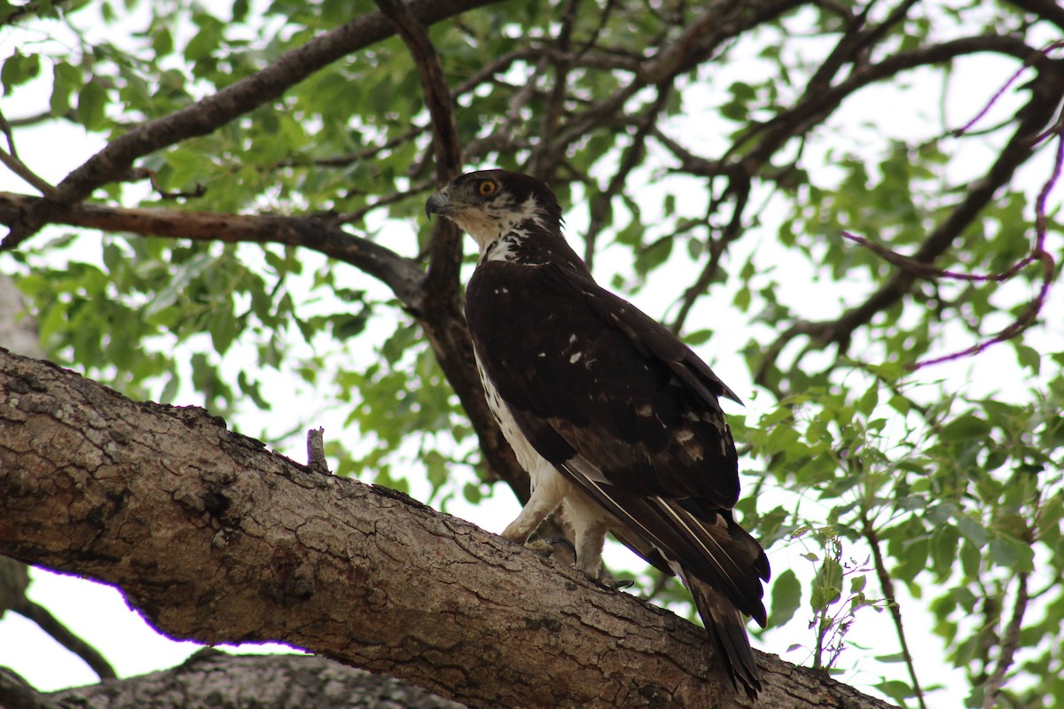 African Hawk-Eagle - ML626647571