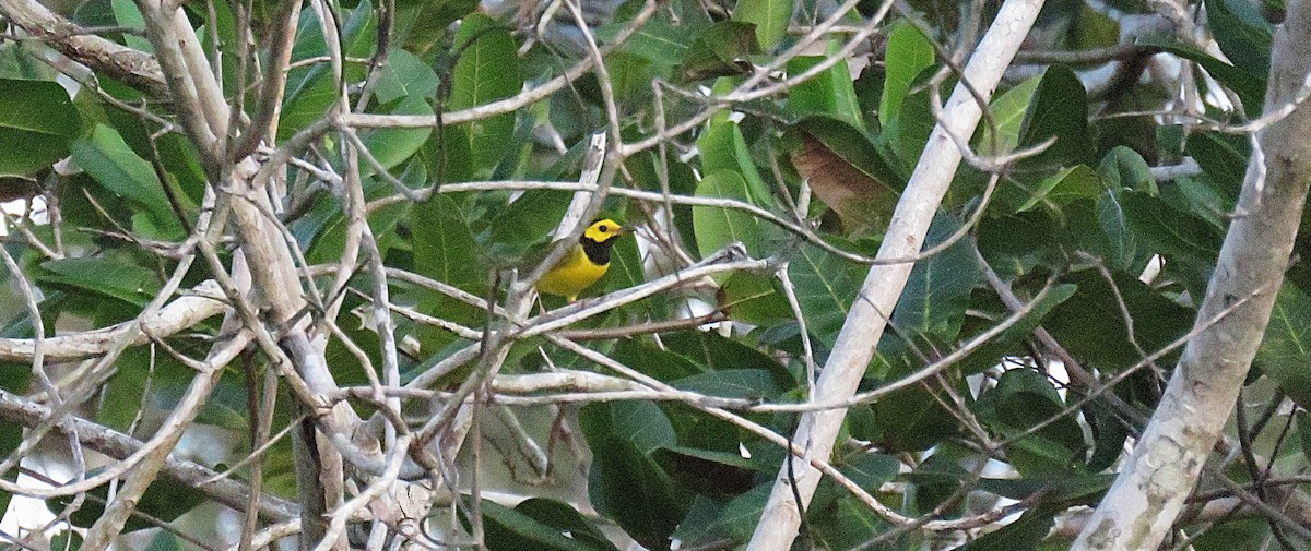 Hooded Warbler - ML626647578