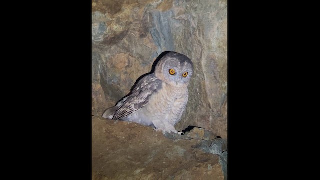 ウスイロモリフクロウ - ML626647597