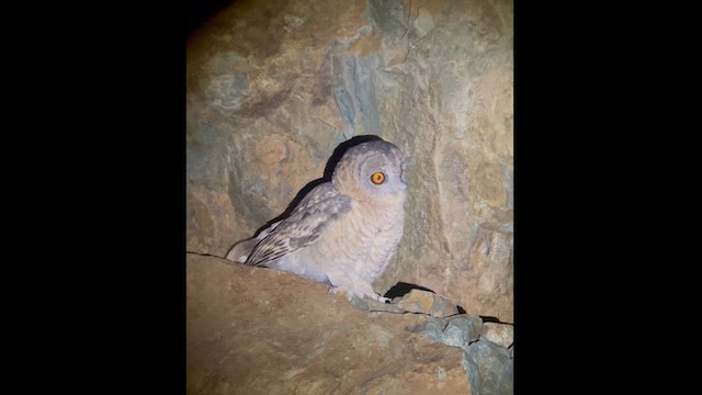 ウスイロモリフクロウ - ML626647600