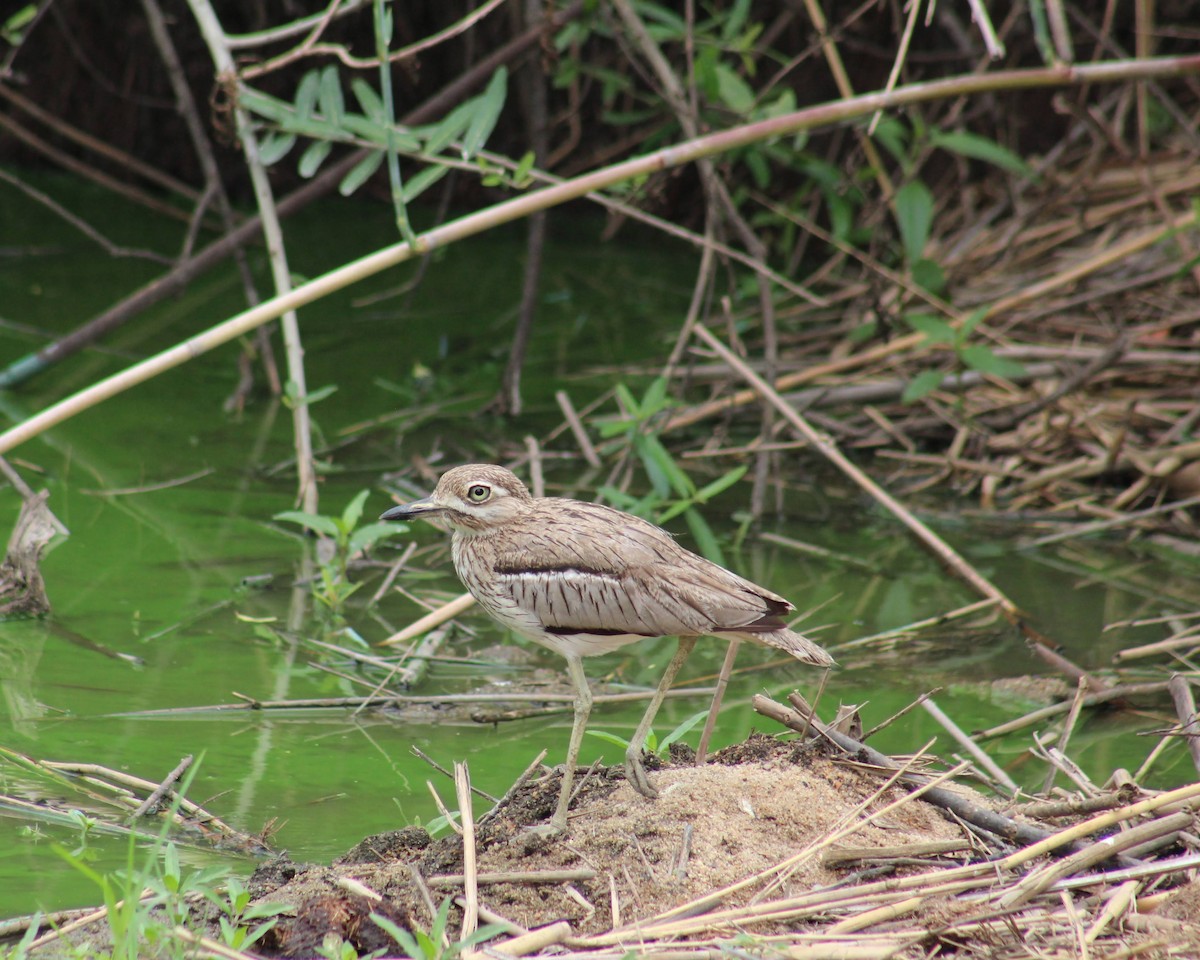 Water Thick-knee - ML626647606