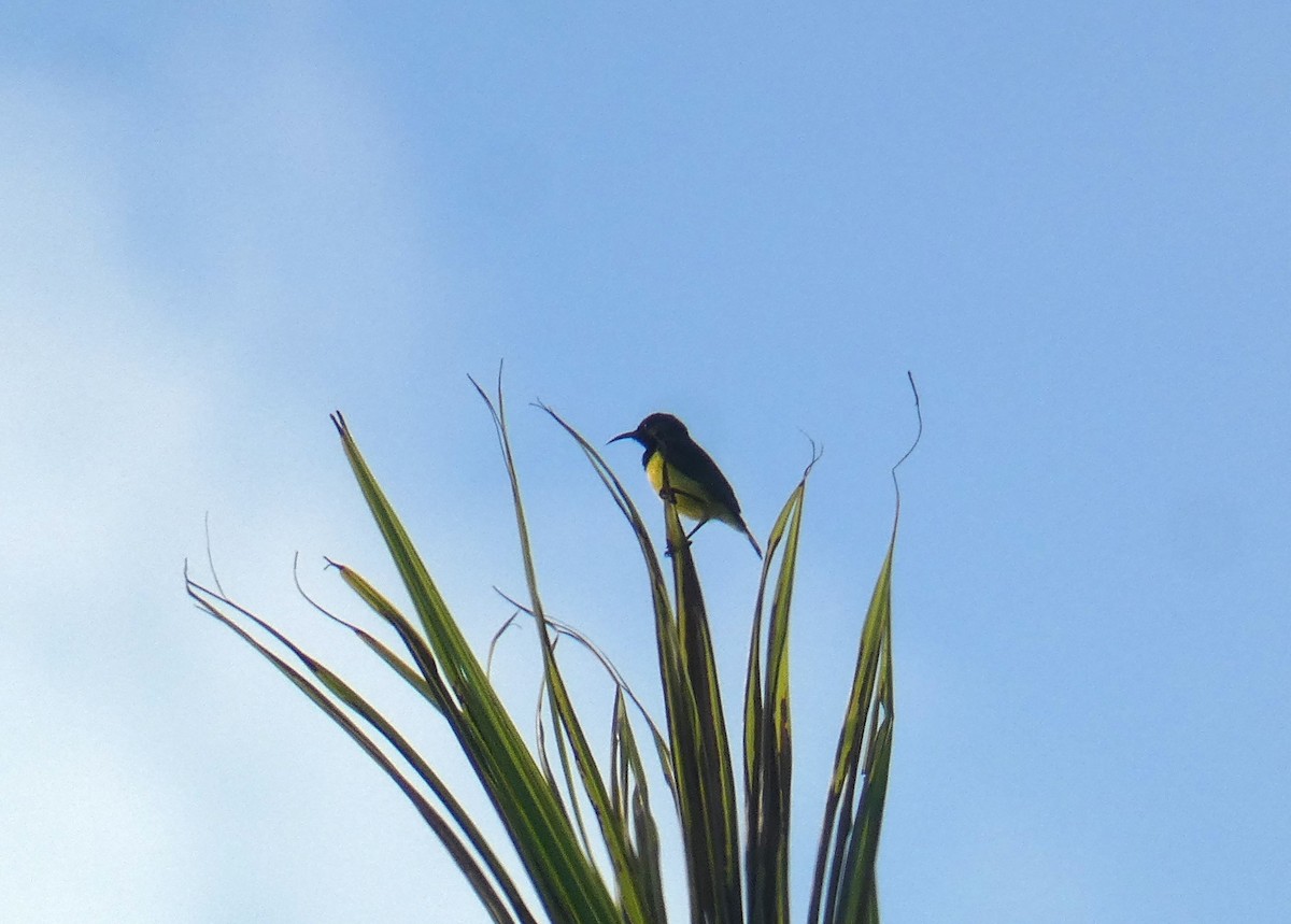 Tukangbesi Sunbird - ML626647621