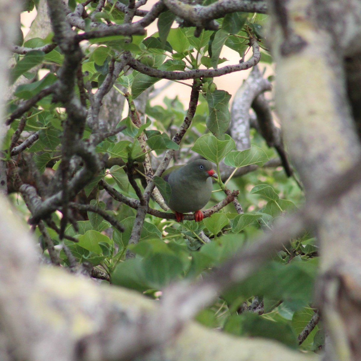 African Green-Pigeon - ML626647648